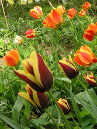 2957805510075666569FvgueE_fs