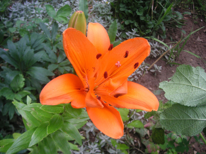 2990693580075666569bdrvLA_fs