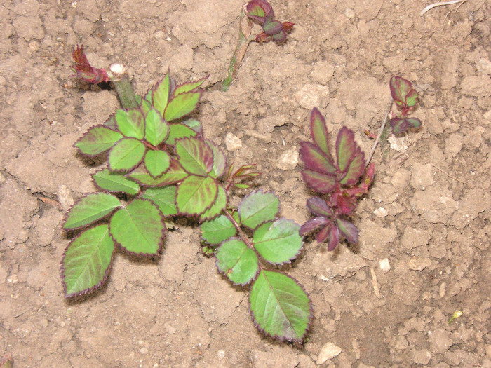 2161073460075666569WaQVEM_fs