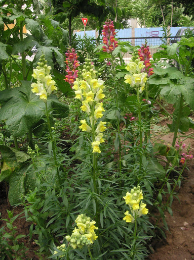 2168217130075666569KvwWhI_fs