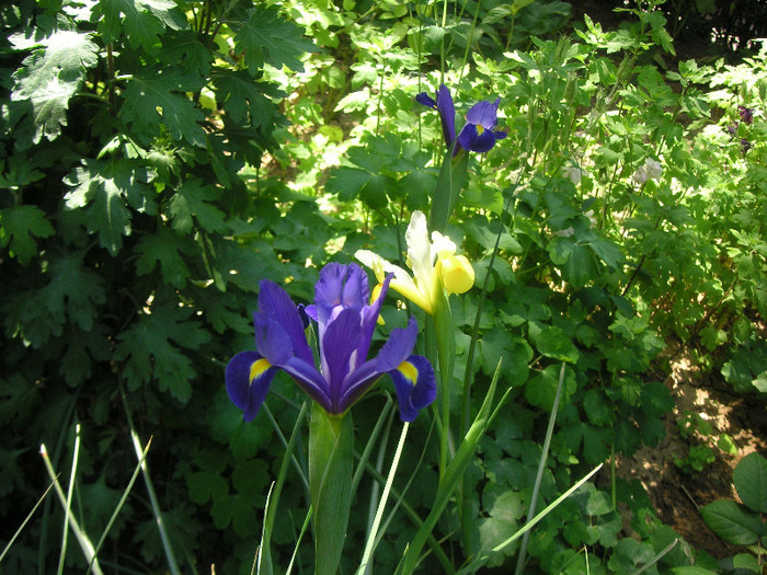 2170348240075666569cFXwuW_fs