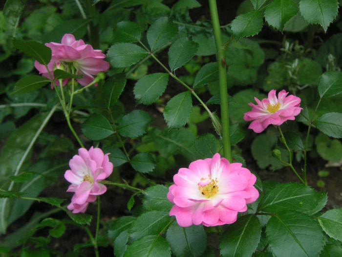 2174092550075666569ZHTXtE_fs