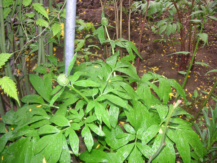 2187311390075666569wFKmdr_fs