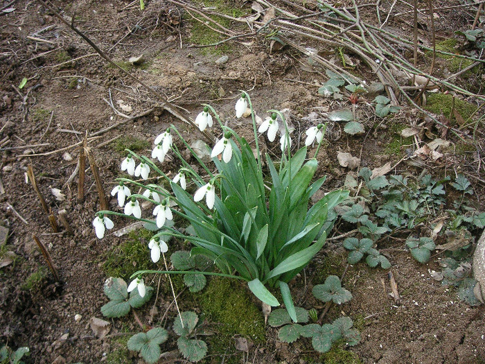 2196181070075666569SNoDlp_fs