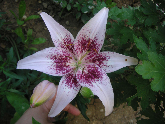 2254890980075666569ymnuwS_fs