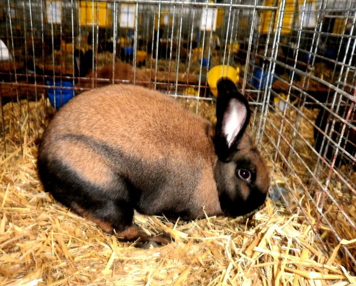 Galben de Turingia - i - Leipzig 2012 iepuri