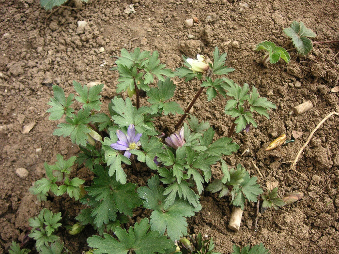 2304096440075666569EAAzLj_fs - Gradina III