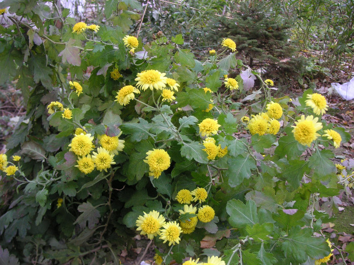 2317176850075666569quWEkf_fs - Gradina III