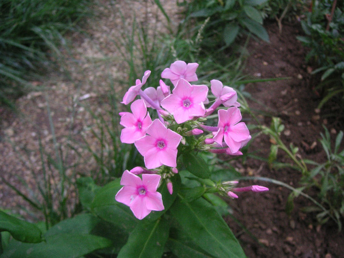 2360416210075666569EbgThG_fs - Gradina III