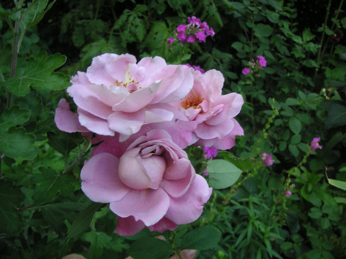 2360480200075666569DUQJlf_fs