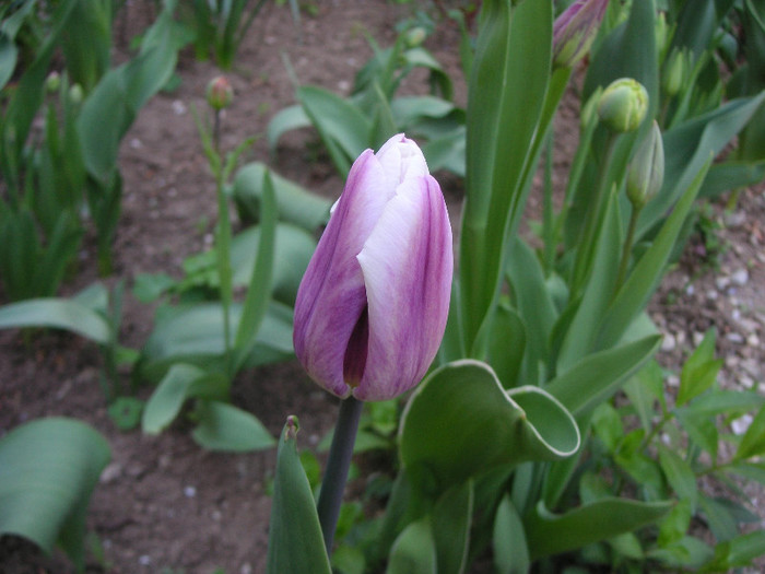 2409998300075666569RgeFGG_fs