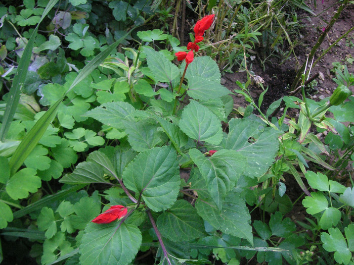 2416230190075666569nkndRt_fs