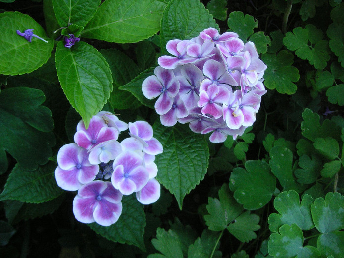 2416520710075666569qtvmkr_fs