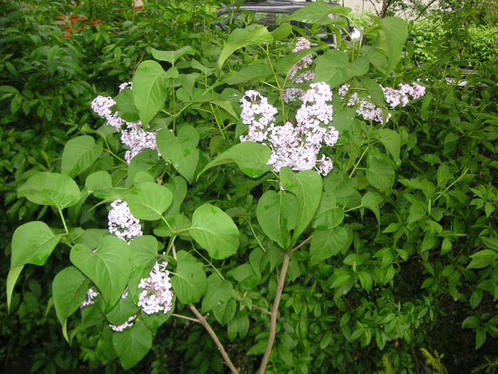 2420271550075666569wInoOq_fs