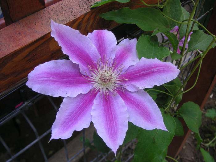 2421518270075666569RrOlBC_fs