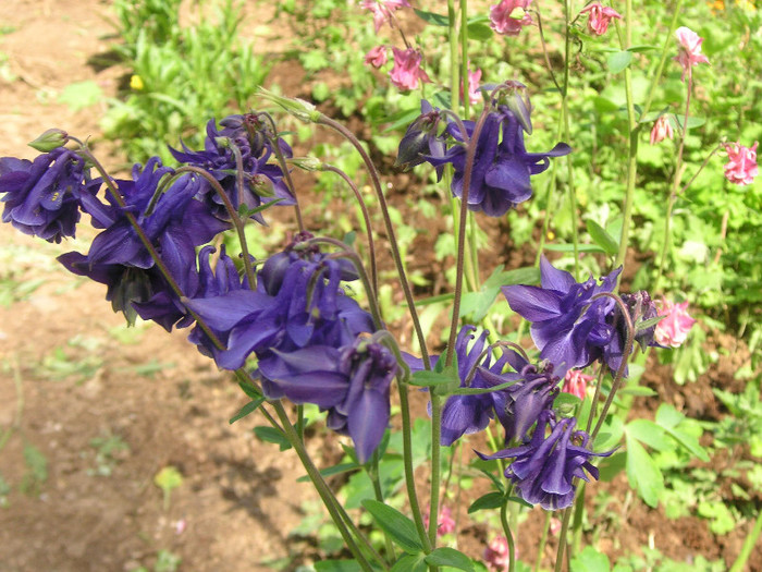 2423528630075666569IfkKjn_fs