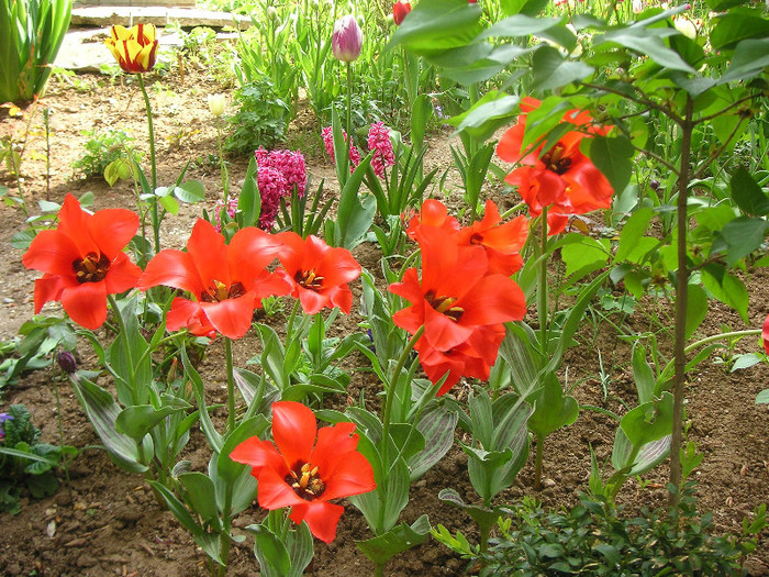 2423775860075666569ObuRAl_fs