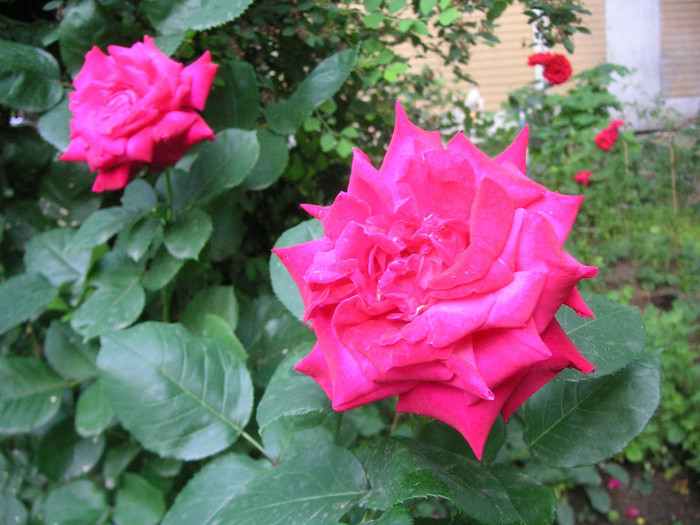 2431219290075666569zrhFXc_fs