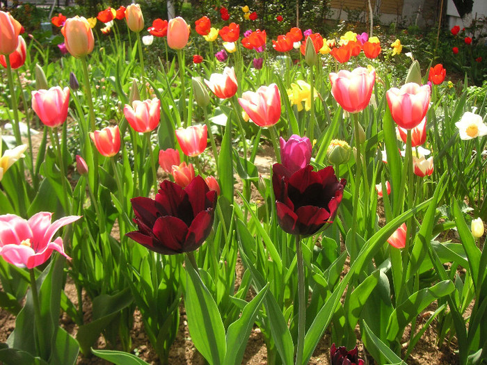 2433900030075666569swmfMc_fs