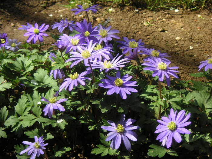 2434273470075666569SlqKCy_fs