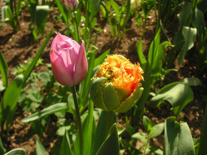 2439539050075666569ZjygJe_fs