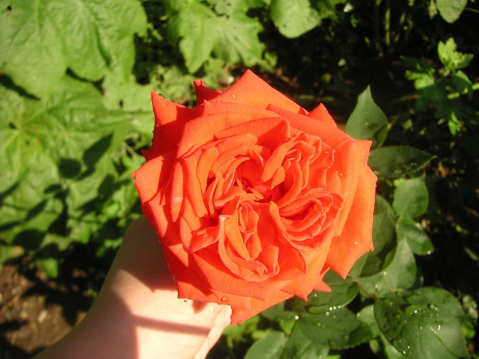 2441661000075666569wULVVJ_fs