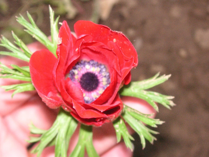 2448000700075666569apNkQn_fs