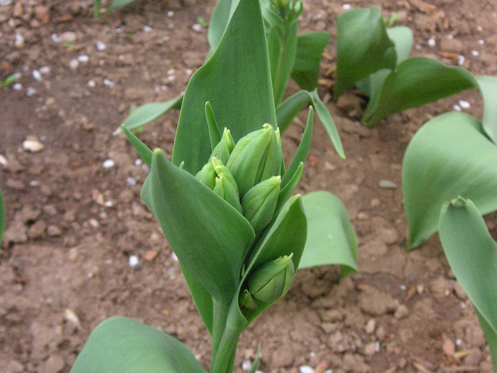 2448304530075666569UTkssA_fs