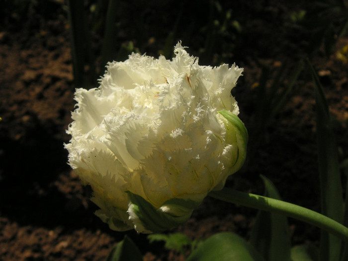 2450375190075666569uUbuFE_fs