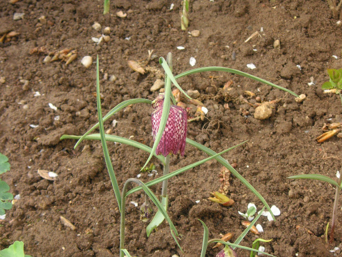 2465692250075666569zmXFbr_fs