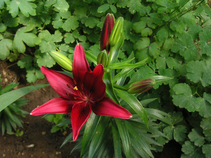 2469499600075666569VXNTHL_fs