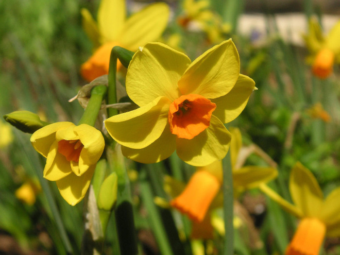 2472747920075666569raGOan_fs