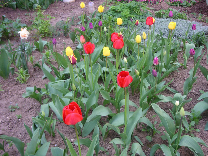 2474194330075666569MafjQZ_fs