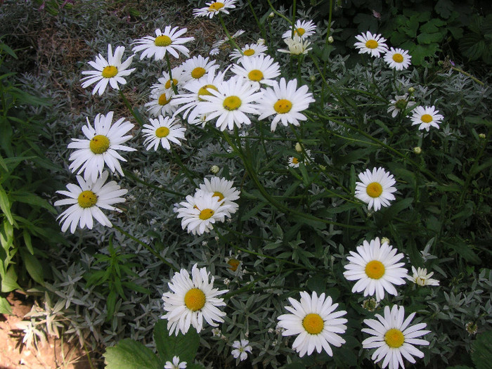 2474385550075666569SBYChg_fs