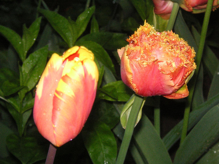 2479430350075666569pfGWkn_fs