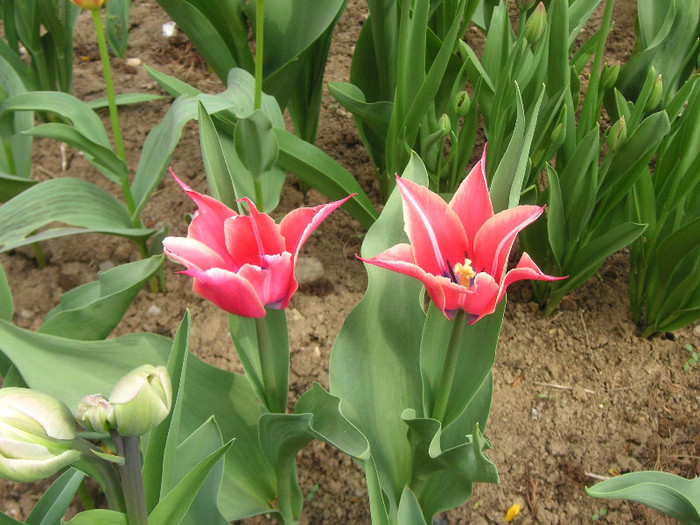 2490305370075666569IXFOeB_fs