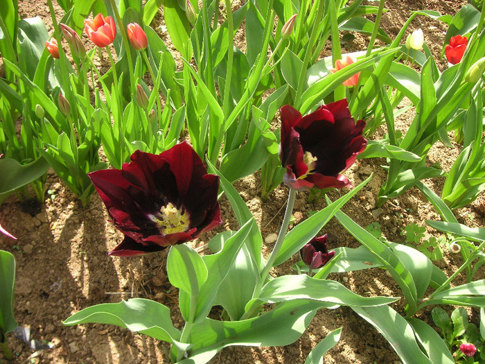 2493864880075666569RtIpSs_fs