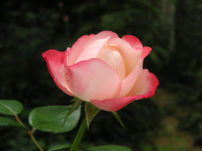 2496858260075666569xKDoHp_fs