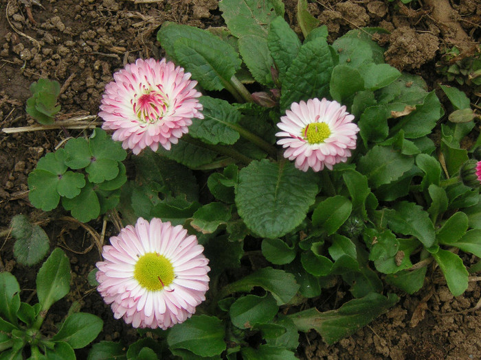 2502172210075666569KaRzWM_fs