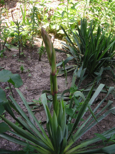 2504304570075666569gZlrOY_fs