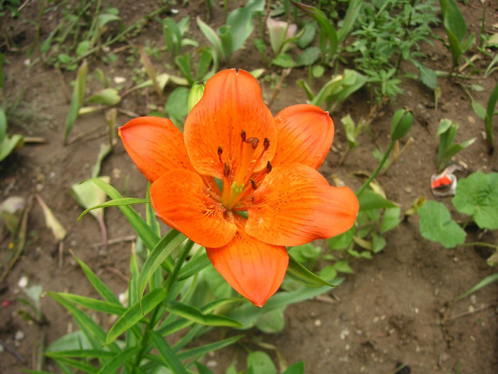 2504703010075666569ngsMjV_fs