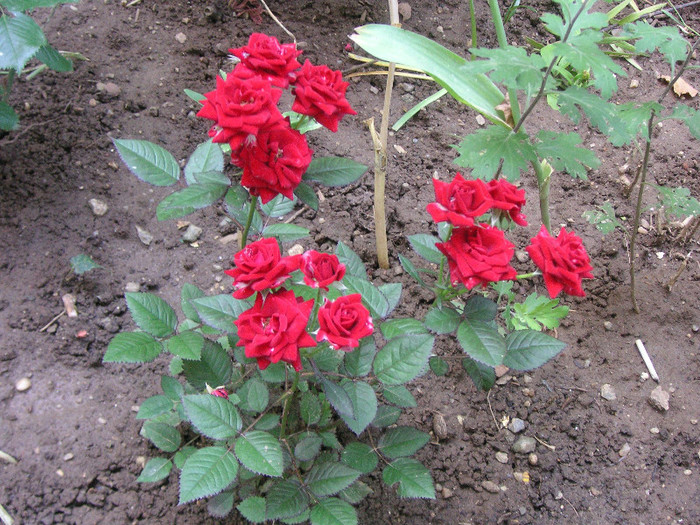 2515693660075666569EmBkBC_fs