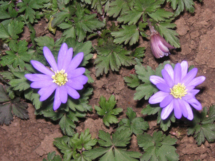 2521689550075666569ScngLP_fs