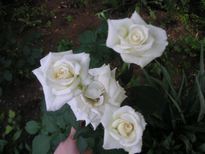 2531334650075666569cWVQQJ_fs