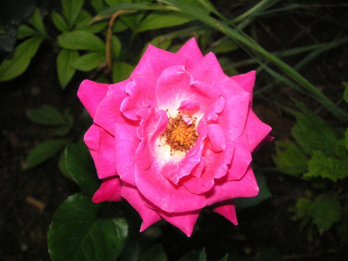 2532695200075666569DevoRI_fs