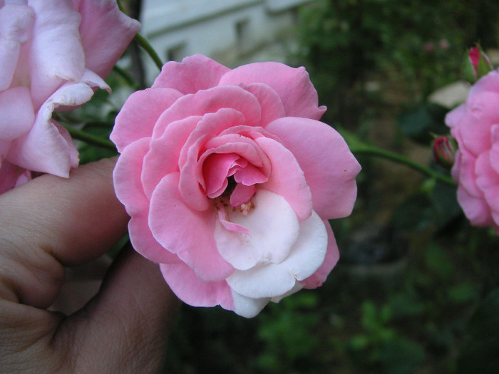 2536117170075666569oiCaXg_fs