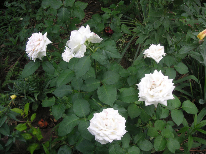 2536855560075666569UCsyeL_fs