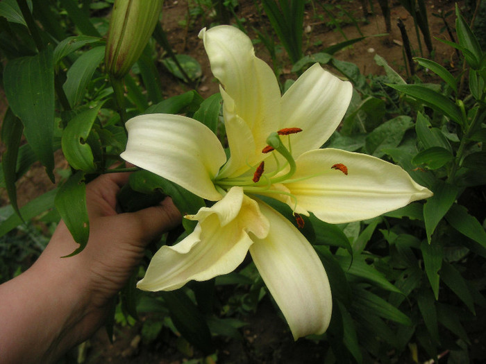 2538736160075666569jBnInL_fs