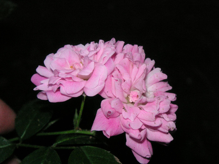 2541133980075666569koPkHz_fs