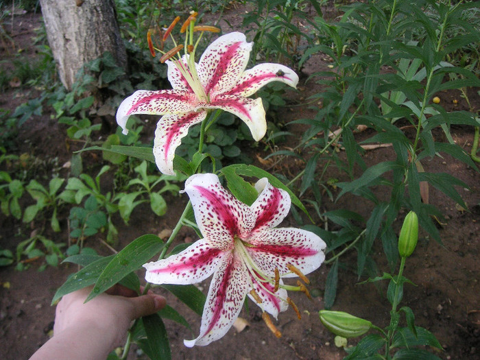 2550515590075666569CYjrTQ_fs